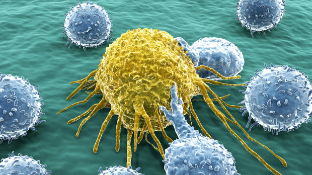 T-lymphocytes attack a migrating cancer cell